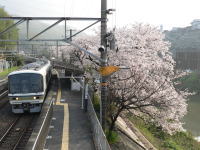桜満開の河内堅上駅をゆく