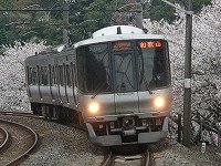 桜の山中渓にて。