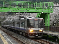 桜の山中渓にて。