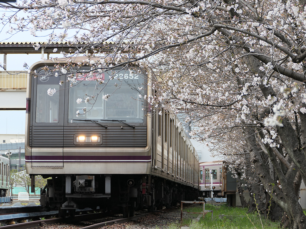 桜と22系。普段は絶対に撮影できない風景です。