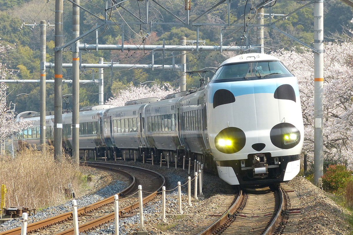 春の桜が咲く山中渓にやってきた287系パンダくろしお号
